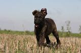 BOUVIER DES ARDENNES 180